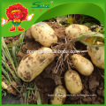 Factory Price China holland potato for Sale